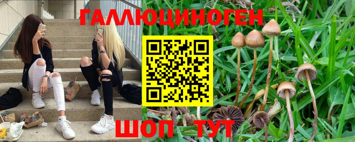 Псилоцибиновые грибы Psilocybine cubensis Лабытнанги
